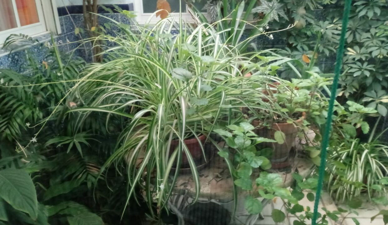 IMG-20190618-WA0005
